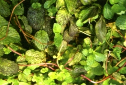 �����ѯf�f�x