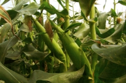 ���ϲ��ɦ̪G�J�j�q�`�C��u�d�@�J