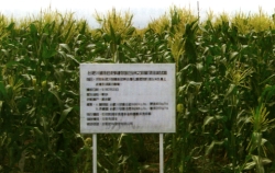 ���ɦ̴�q�I�Υܽd��