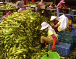 ���ɦ̪G�J���ųB�z