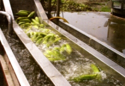 ���ɦ̪G�J�w�N�B�z