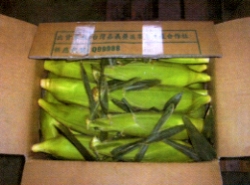 ���ɦ̪G�J�]��(�Ƚc)