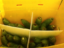 ���ɦ̪G�J�]��(�콦�c)