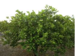 ��ձj�����她�Ӯ�