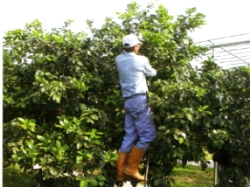 ���[�j�V�u�װŤξ�պ޲z�u�@