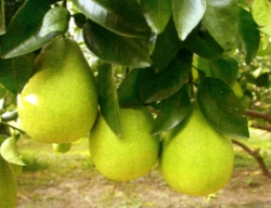 ������ǪK�۪G�v���B�~���