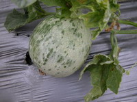 �����P�V�f�r�f�`�����P�f�x:�G������W�Y����,��A����