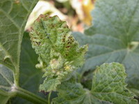 �����K�Y,�a�j