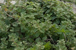 �����Ϥ�