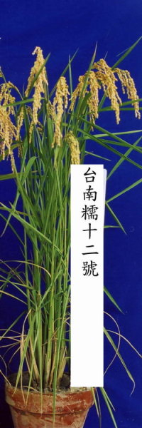 �x�n�z12�����