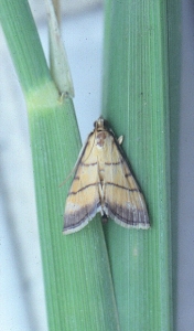 ���_�a�����Φ���