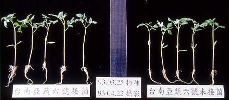 �x�n�Ƚ��������ص߮ڵߡ]���^�i�P�i���]�ͪ�