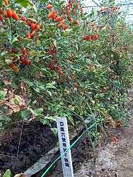 �x�n�Ƚ��������ص߮ڵ߸���ж��ͪ�����