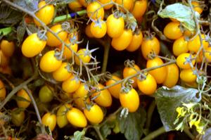 �����ҿ�|�����פp�G�f�X���u�}�S��