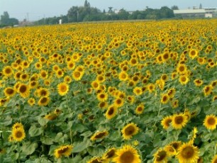 �ݨ�_�Х�ѻP���[�𶢥\�઺�V�鸪�N������ѧ@�����s�d