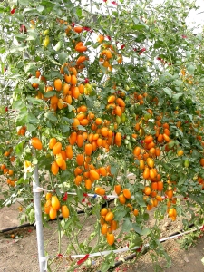 �x�n�Q�G�����פp�G�f�X�L�u�]�I�ͨ|�ε۪G����