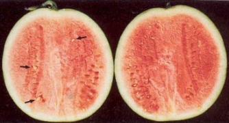 �nX�g�u�]Soft X-ray�^�Ͳ����`������L�l���