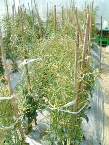 �H�G��ƺҮ���B�z�L�����ŴӮ赲��ֲ�