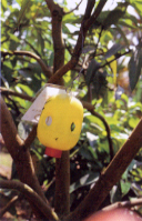 �O�����β�