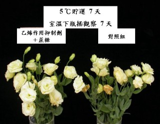 �g�O�A�B�z���v�ܱ�(��)�~���ةR