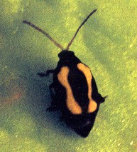 �������D����