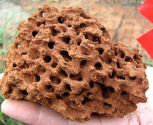 �J�I�������Ʊ_�����c�y