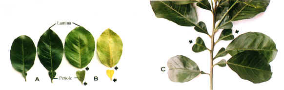 �¨��լc������