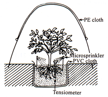 ��1.�@�j���޴ӳ¨��她�Ӯ�Τg�[�����޲z�]�I�C<br>Fig. 1. Big hole-planting of Matou Wentan tree and equipments of soil water mangement.