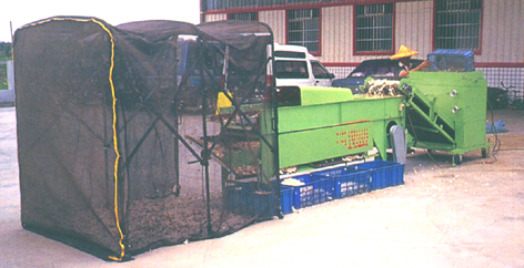 ��6.�@�[�Y�g��ä��X�Ʊ��ΡC<br>Fig. 6. Output condition of garlics after the clove dividing process.