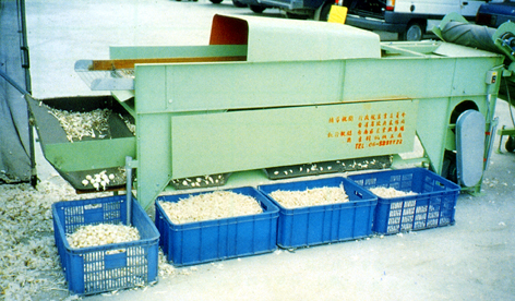 ��7.�@��O���ŧ@�~���ΡC<br>Fig. 7. Condition of garlic selecting and grading process.