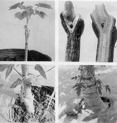 ��3.�f��ʶ��������X�ͪ�����