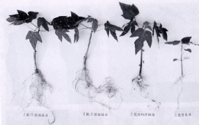 ��4.���P�f��ʭ]���ڨt���