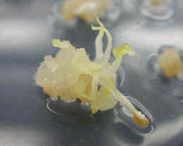 ¡�X��´�]callus�^