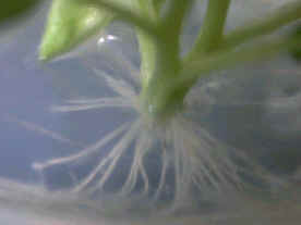 ���o���ڡ]rooting�^