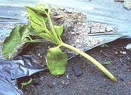 �����f�`-���f�B���ίf