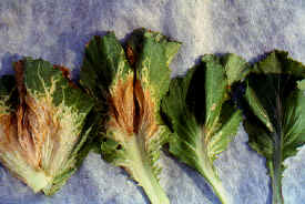 �]�I�������6.JPG (190082 bytes)