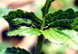 �]�I�������8.JPG (168138 bytes)