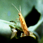 �]�I�������10.JPG (39452 bytes)