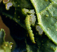 �]�I�������12.JPG (68695 bytes)