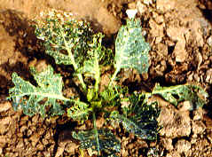 �]�I�������11.JPG (126858 bytes)