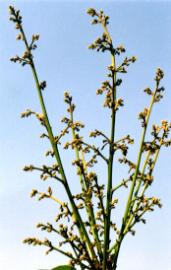 �L�����J