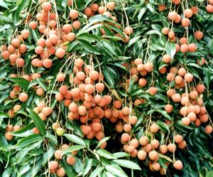 �q���B�z�¸���K�G��ֲ�