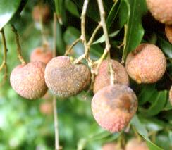 �S�̯f�M�`��K�G��