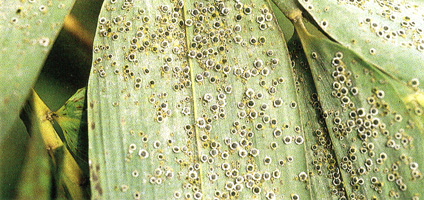 �˸���H����