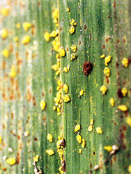 �˸���H�M�`