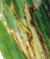 �˱���������