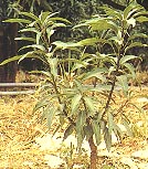 �~�G��K�װ�