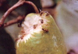 �F��G���Ǧ���