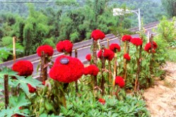 �Y�����a���ǧe�b�y�ΡA���|�i����30�����e