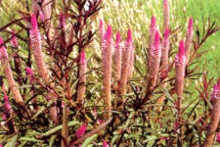 ���J�����a��Ǭ����j�ΡA�p��S�������A�����������w��